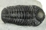 Bargain, Morocops Trilobite - Ofaten, Morocco #287376-2